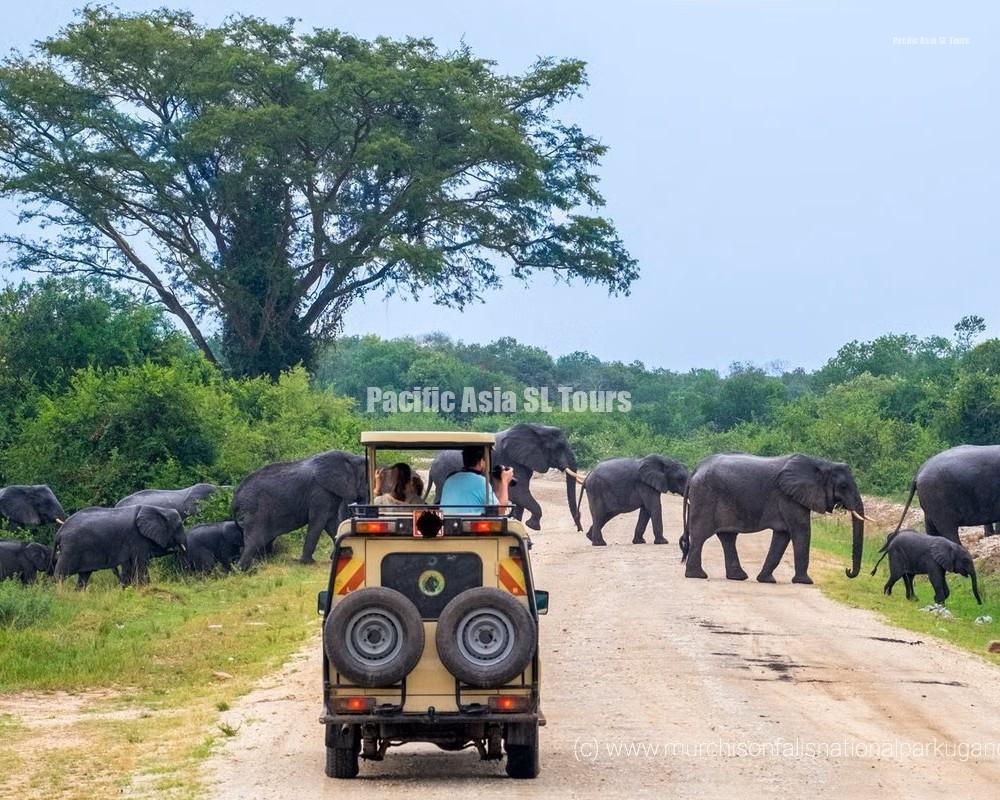 1558512267 elephants murchison