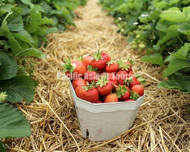 strawberry fields 002 credit twenty20