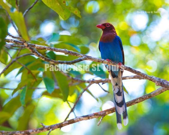 bird watching header mobile