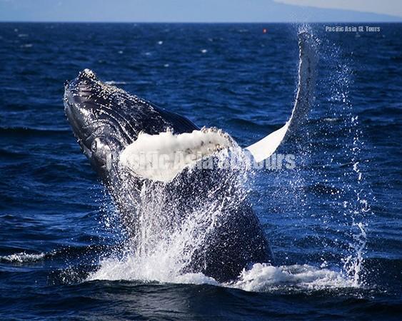 whale watching 63869